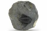 Kayserops megaspina Trilobite - Bou Lachrhal, Morocco #227781-3